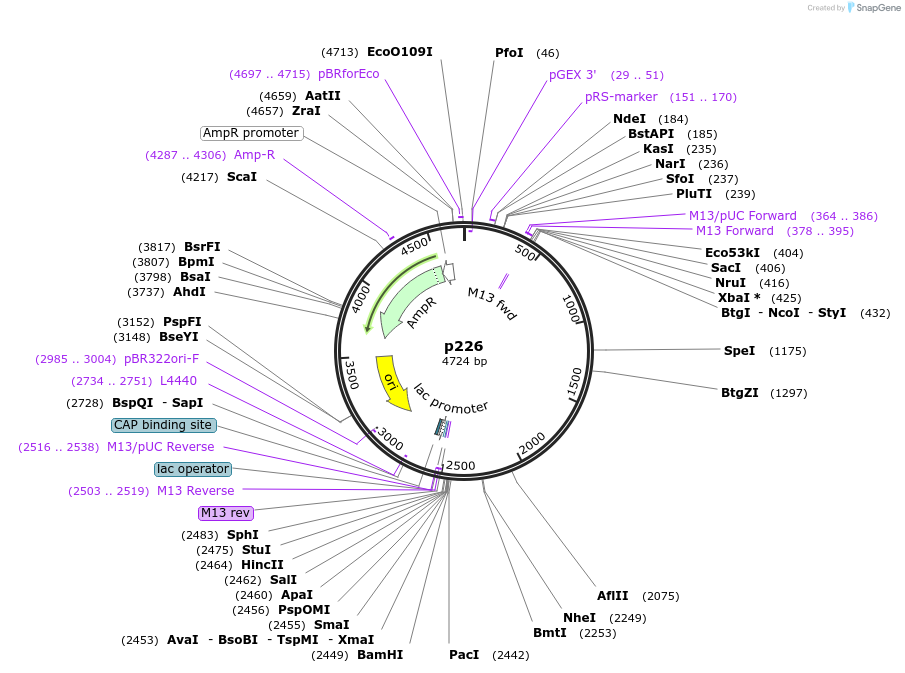 186181-plasmid-map-sequence-id-373221