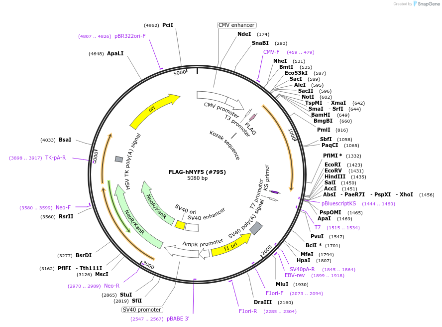 78333-plasmid-map-sequence-id-373227