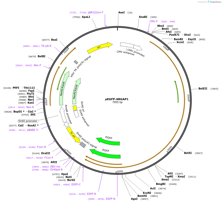 187269-plasmid-map-sequence-id-373229