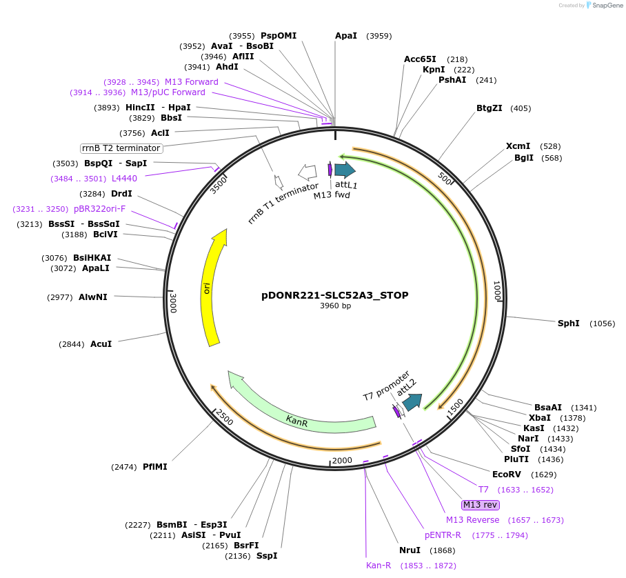 161347-plasmid-map-sequence-id-373230