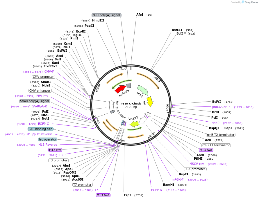 66817-plasmid-map-sequence-id-373233