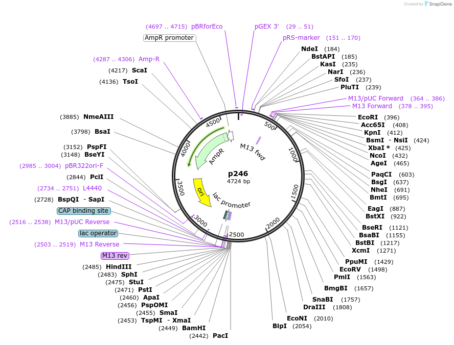 186183-plasmid-map-sequence-id-373236