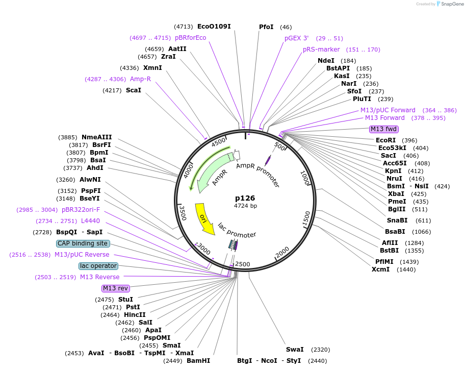 186176-plasmid-map-sequence-id-373237
