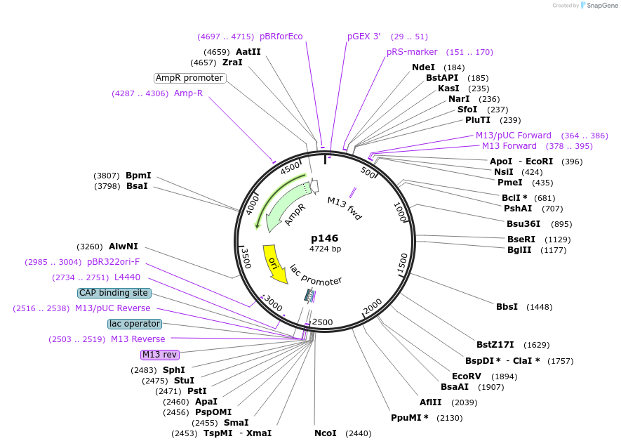 186178-plasmid-map-sequence-id-373238
