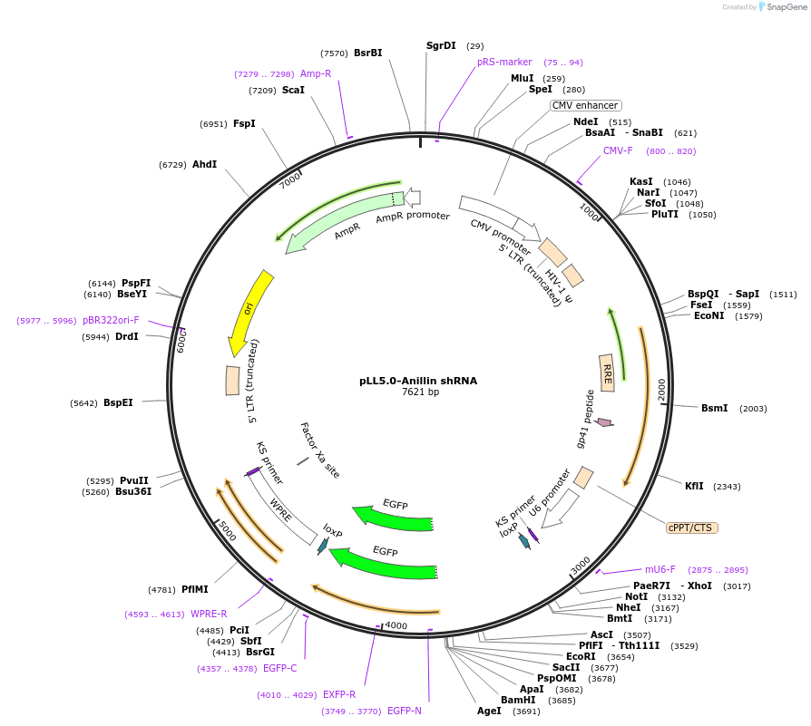 187270-plasmid-map-sequence-id-373239