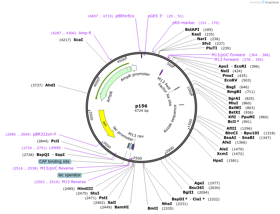 186179-plasmid-map-sequence-id-373240