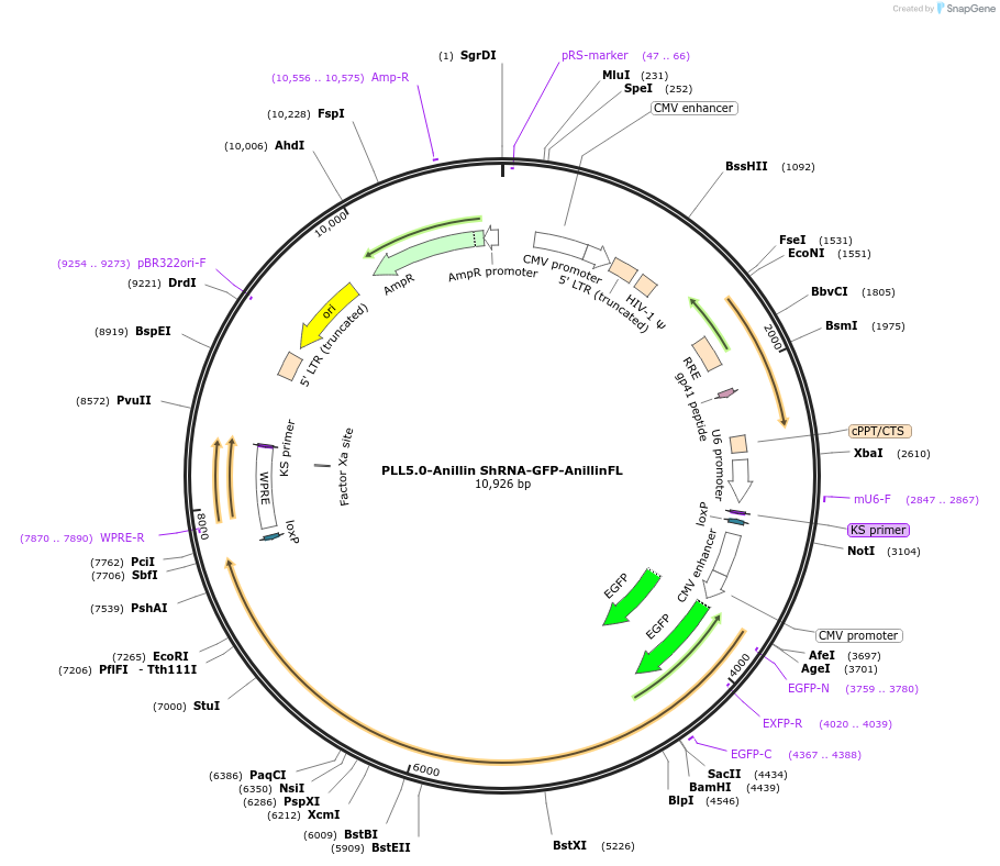 187272-plasmid-map-sequence-id-373243