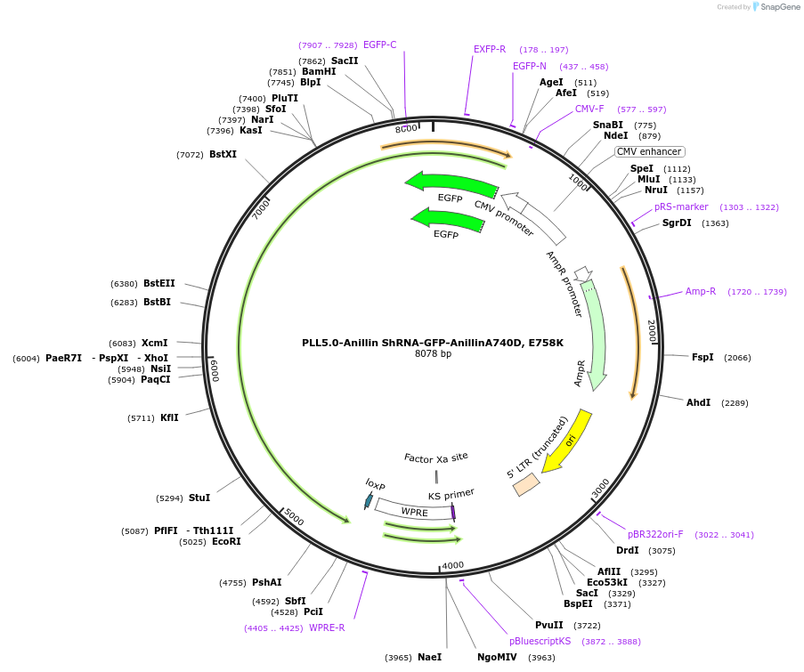 187274-plasmid-map-sequence-id-373247