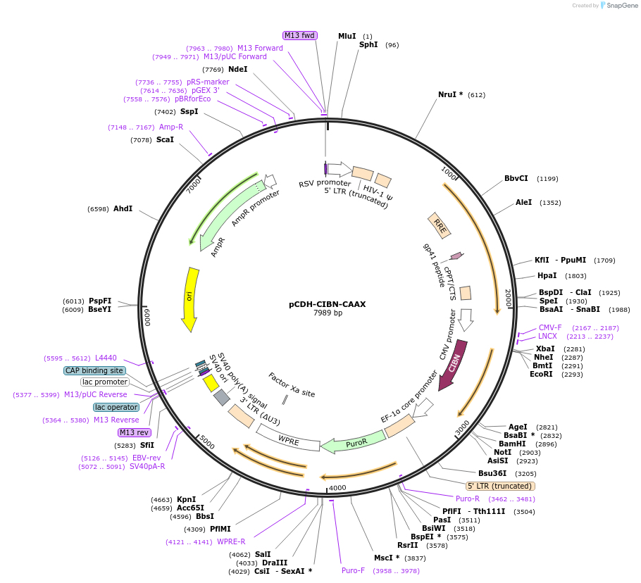 188989-plasmid-map-sequence-id-373249