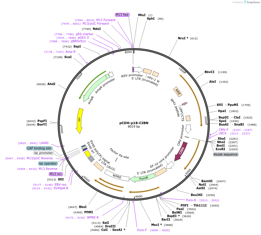 188990-plasmid-map-sequence-id-373251