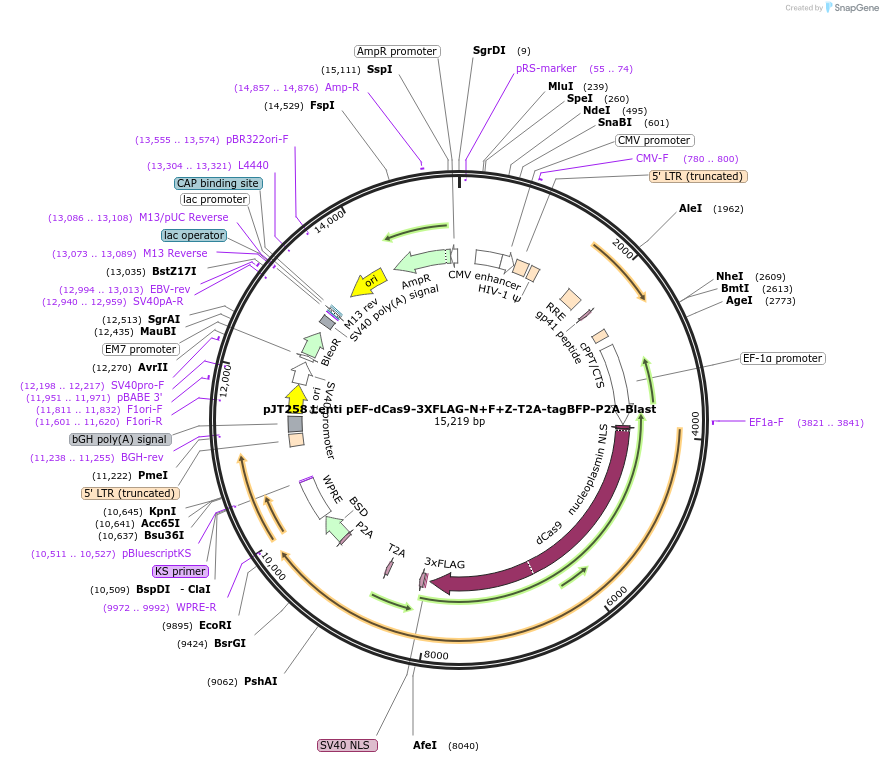 187334-plasmid-map-sequence-id-373287