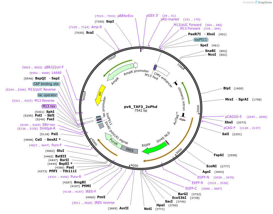 179399-plasmid-map-sequence-id-373295