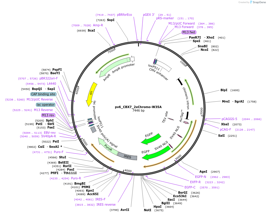 179397-plasmid-map-sequence-id-373296