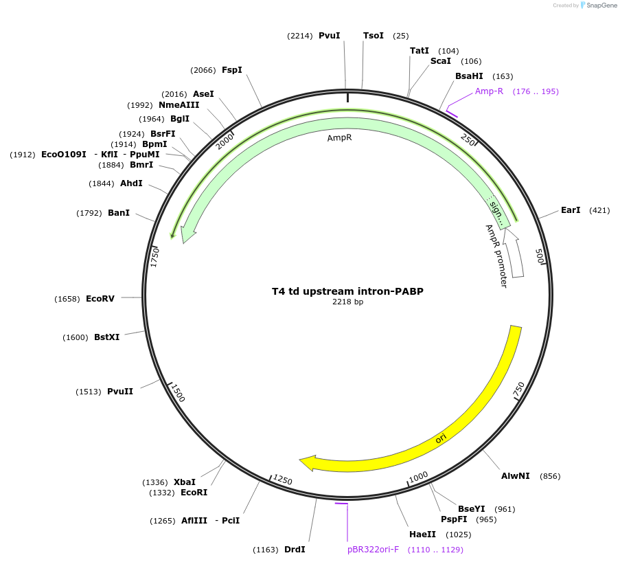 189972-plasmid-map-sequence-id-373302