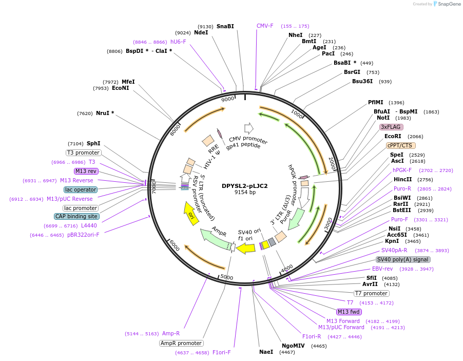 189866-plasmid-map-sequence-id-373310