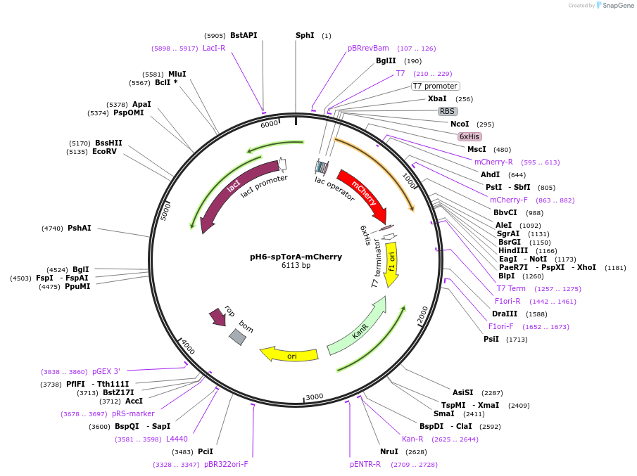 169040-plasmid-map-sequence-id-373315