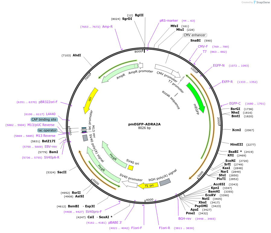 190753-plasmid-map-sequence-id-373322