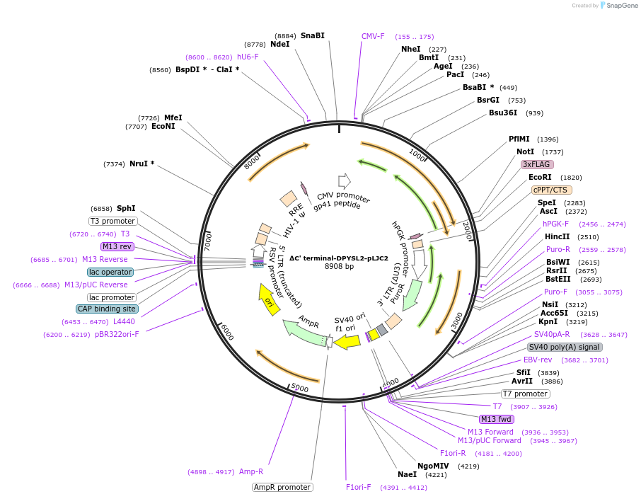 189867-plasmid-map-sequence-id-373325