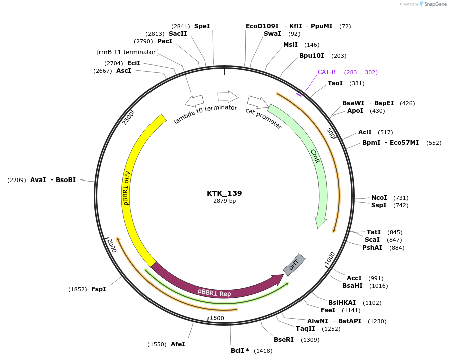 180565-plasmid-map-sequence-id-373326