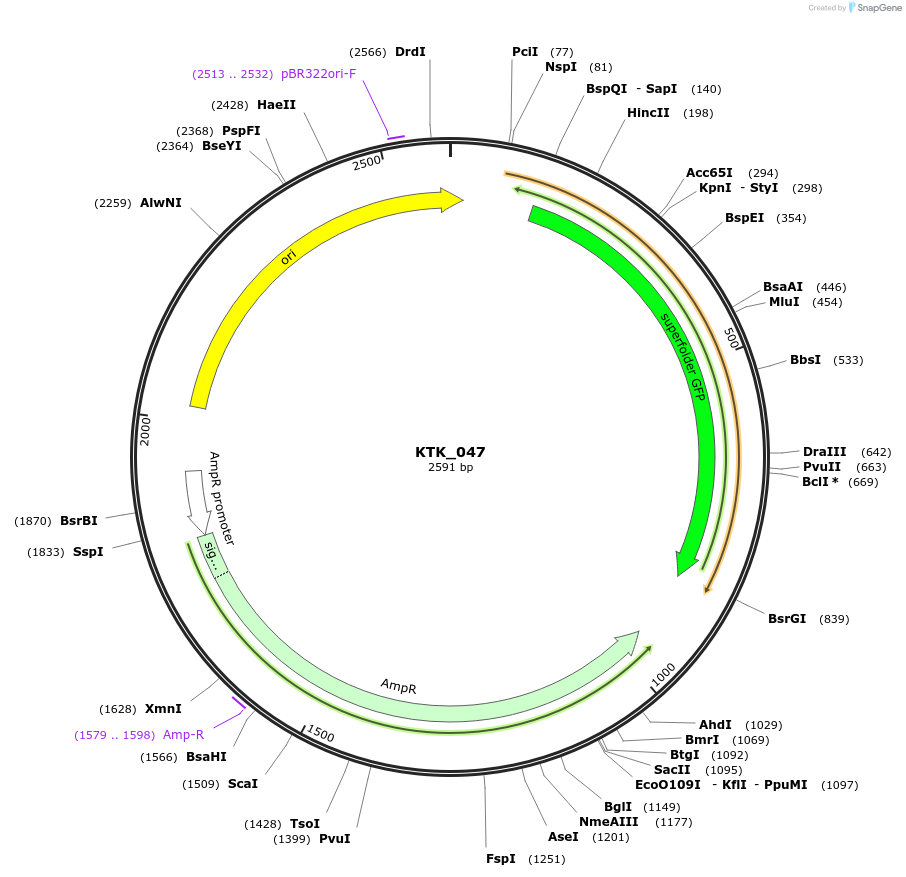 180551-plasmid-map-sequence-id-373327