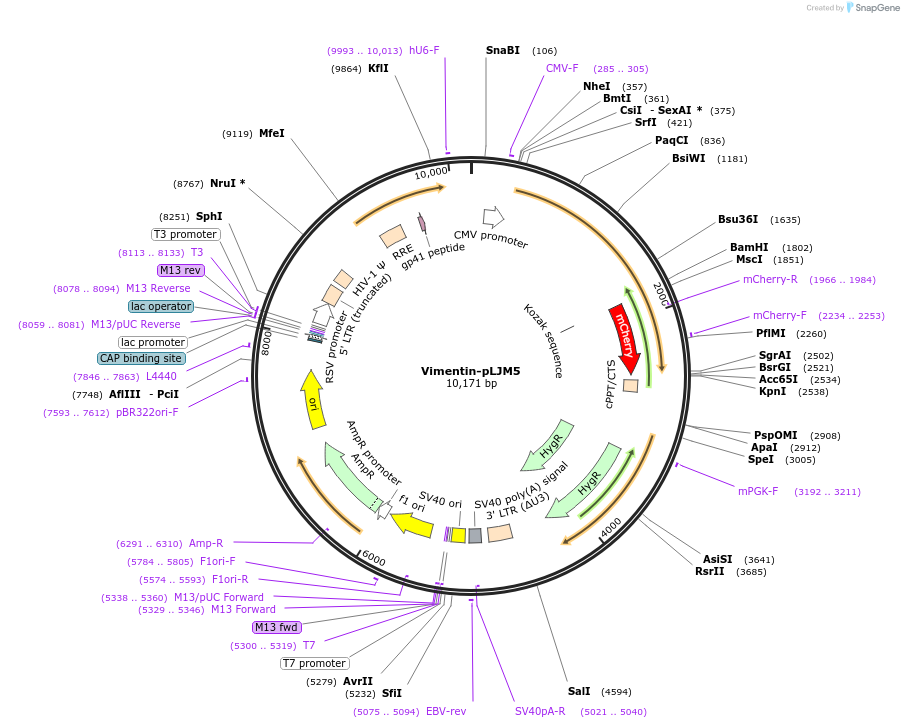 189868-plasmid-map-sequence-id-373330