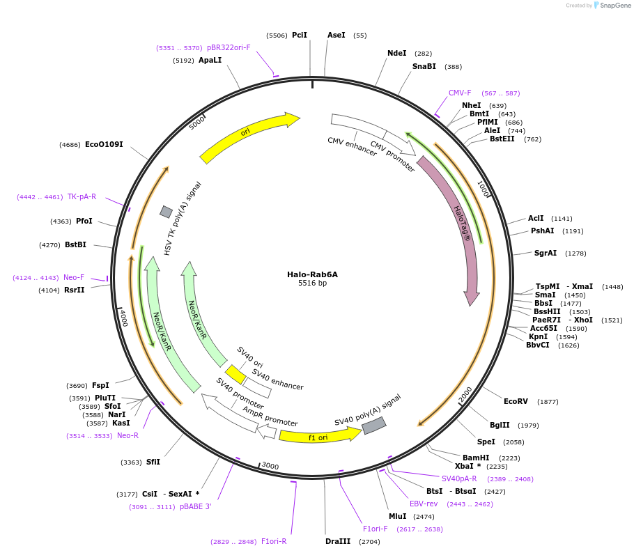 190171-plasmid-map-sequence-id-373331