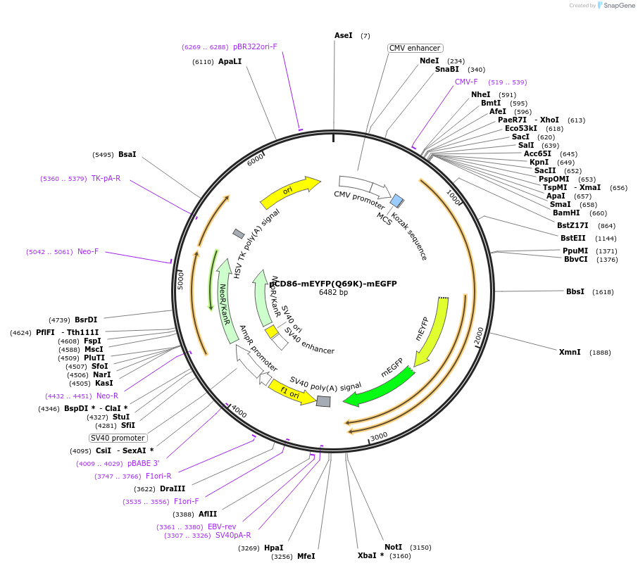 190750-plasmid-map-sequence-id-373335
