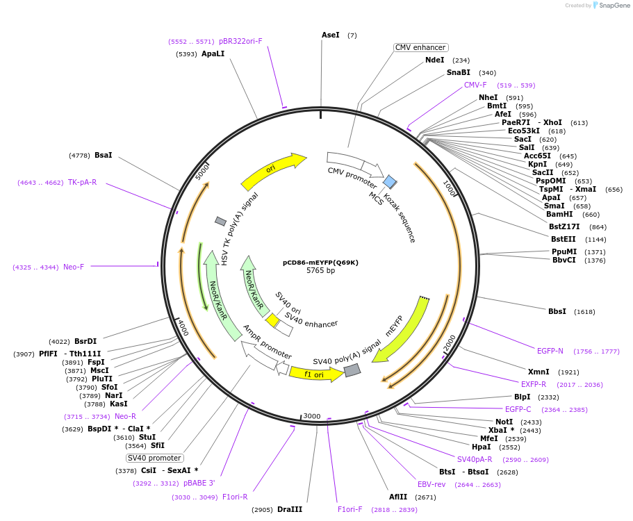 190746-plasmid-map-sequence-id-373337