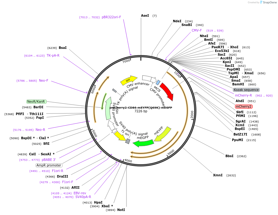 190751-plasmid-map-sequence-id-373341