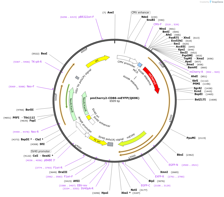 190749-plasmid-map-sequence-id-373343