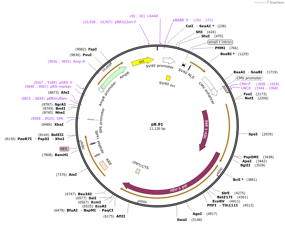 187441-plasmid-map-sequence-id-373349