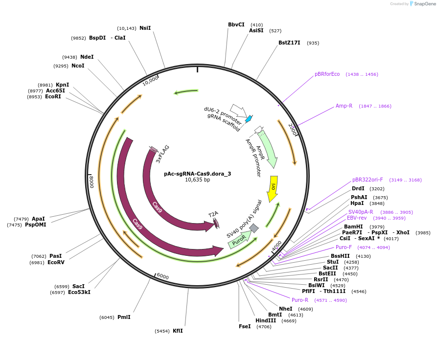 190702-plasmid-map-sequence-id-373356