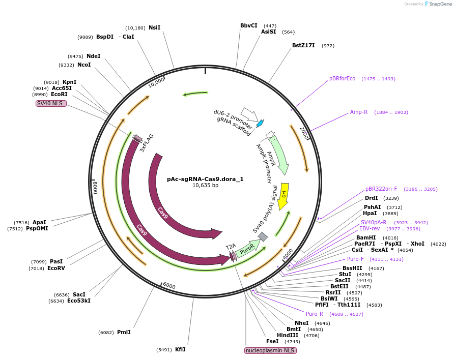 190700-plasmid-map-sequence-id-373359