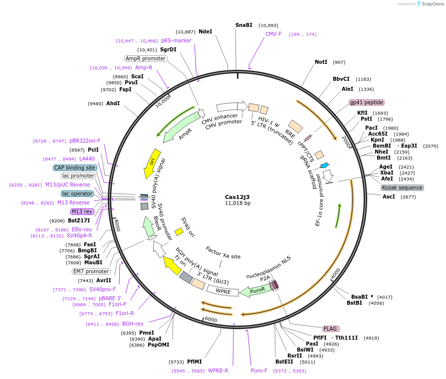 188497-plasmid-map-sequence-id-373363