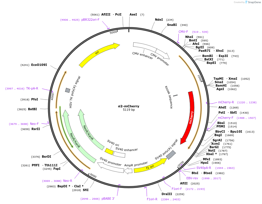 186579-plasmid-map-sequence-id-373366