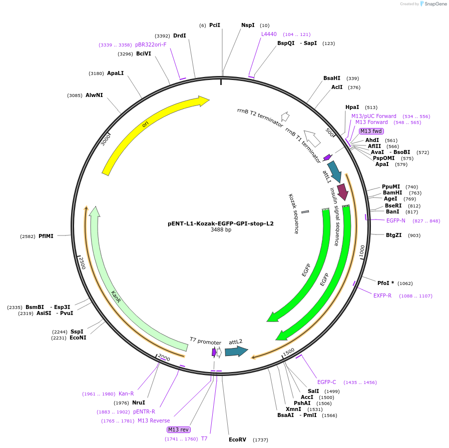 186355-plasmid-map-sequence-id-373423