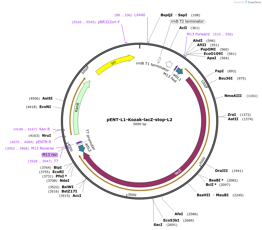 186359-plasmid-map-sequence-id-373427