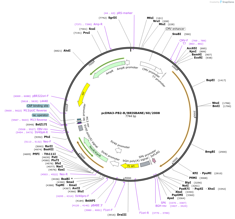 187917-plasmid-map-sequence-id-373428