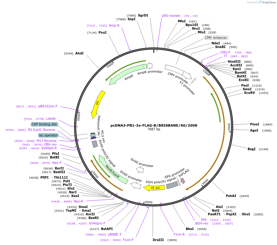 187918-plasmid-map-sequence-id-373430