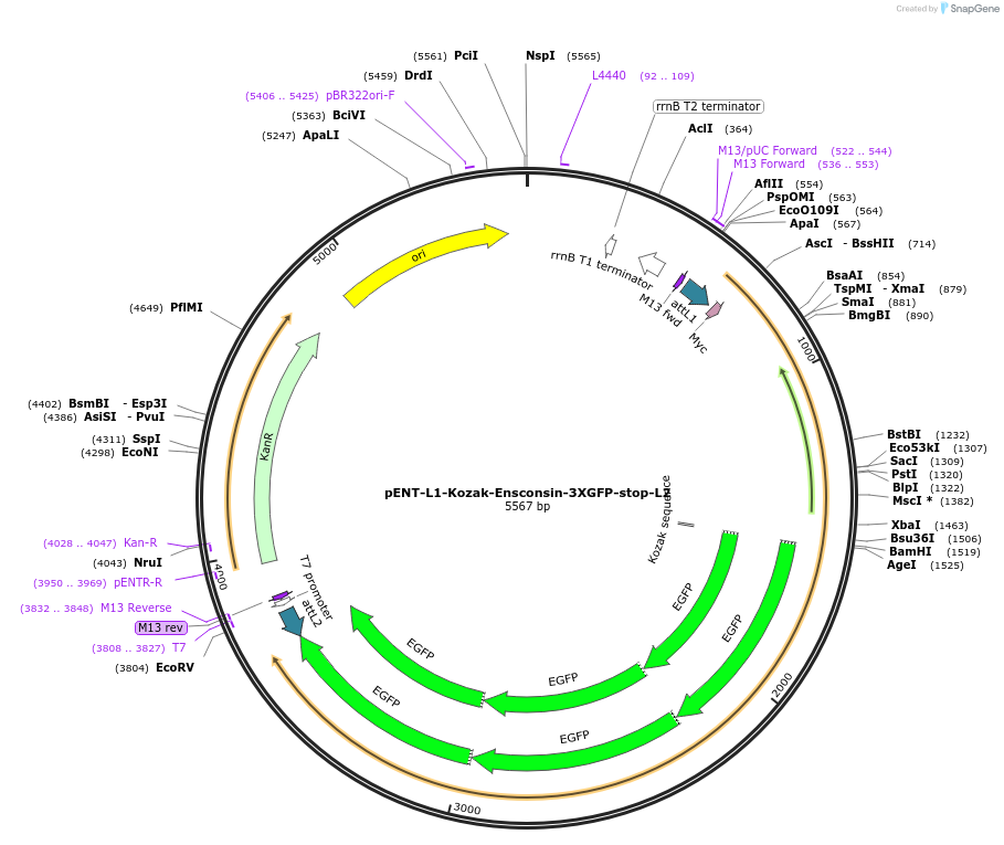 186361-plasmid-map-sequence-id-373431