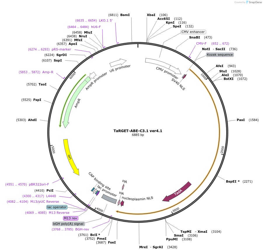188251-plasmid-map-sequence-id-373432