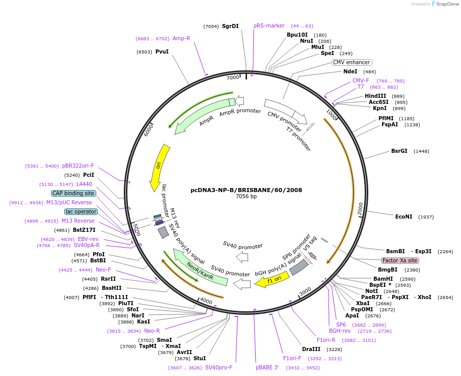 187921-plasmid-map-sequence-id-373441
