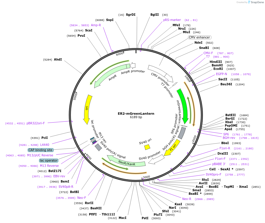 186548-plasmid-map-sequence-id-373442