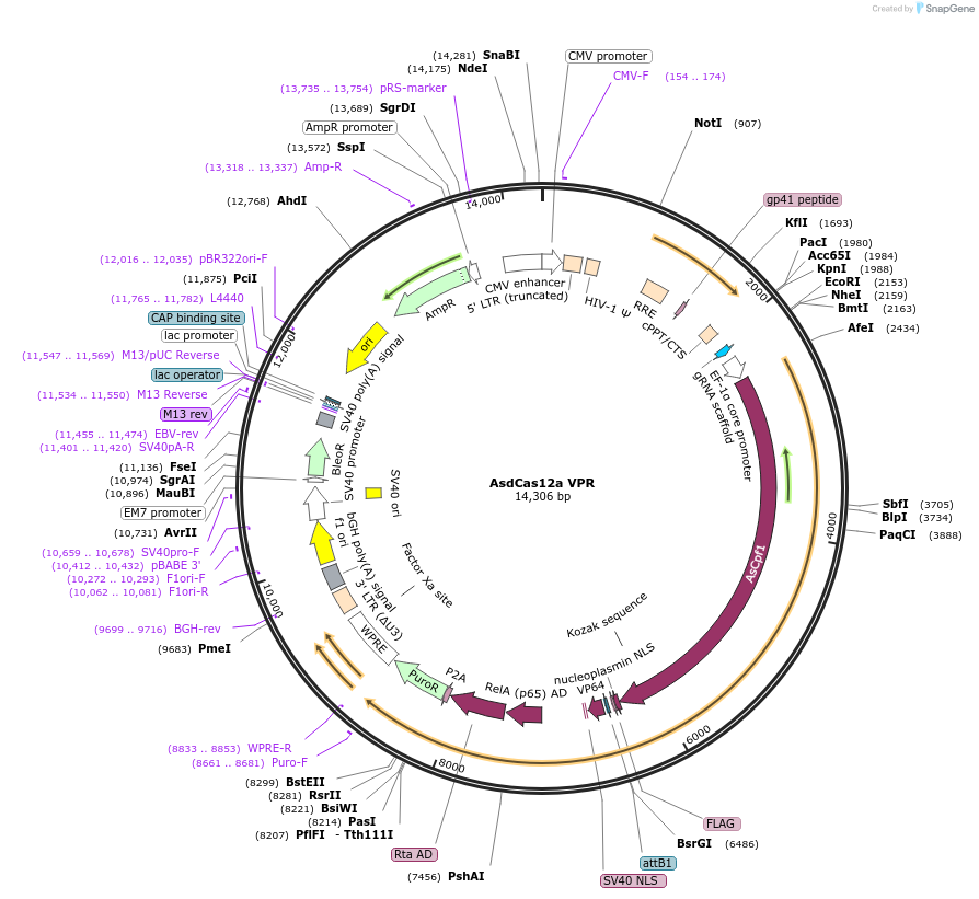 188512-plasmid-map-sequence-id-373450