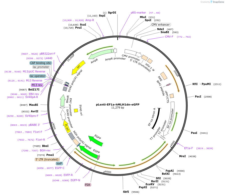 191104-plasmid-map-sequence-id-373451