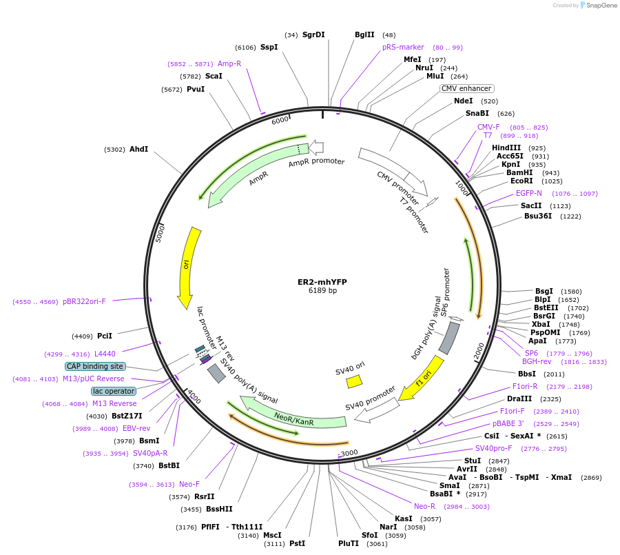 186528-plasmid-map-sequence-id-373452