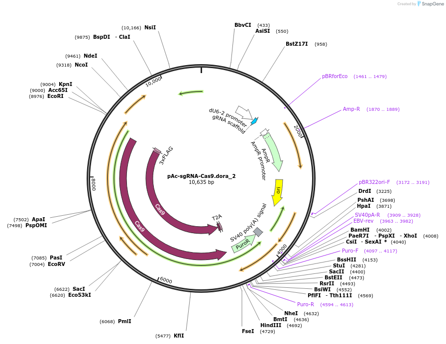 190701-plasmid-map-sequence-id-373455