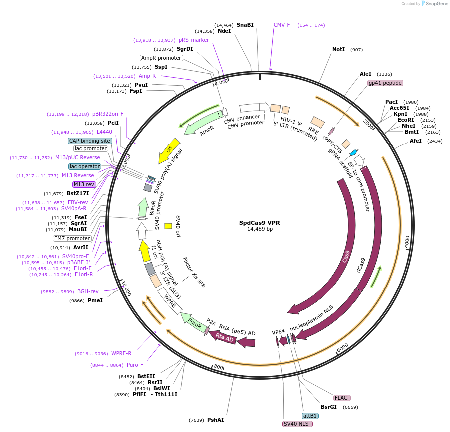 188509-plasmid-map-sequence-id-373456
