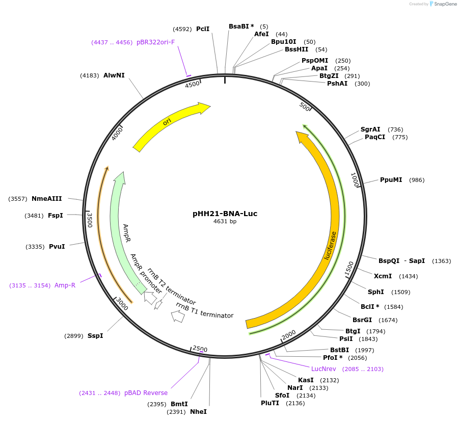187924-plasmid-map-sequence-id-373471