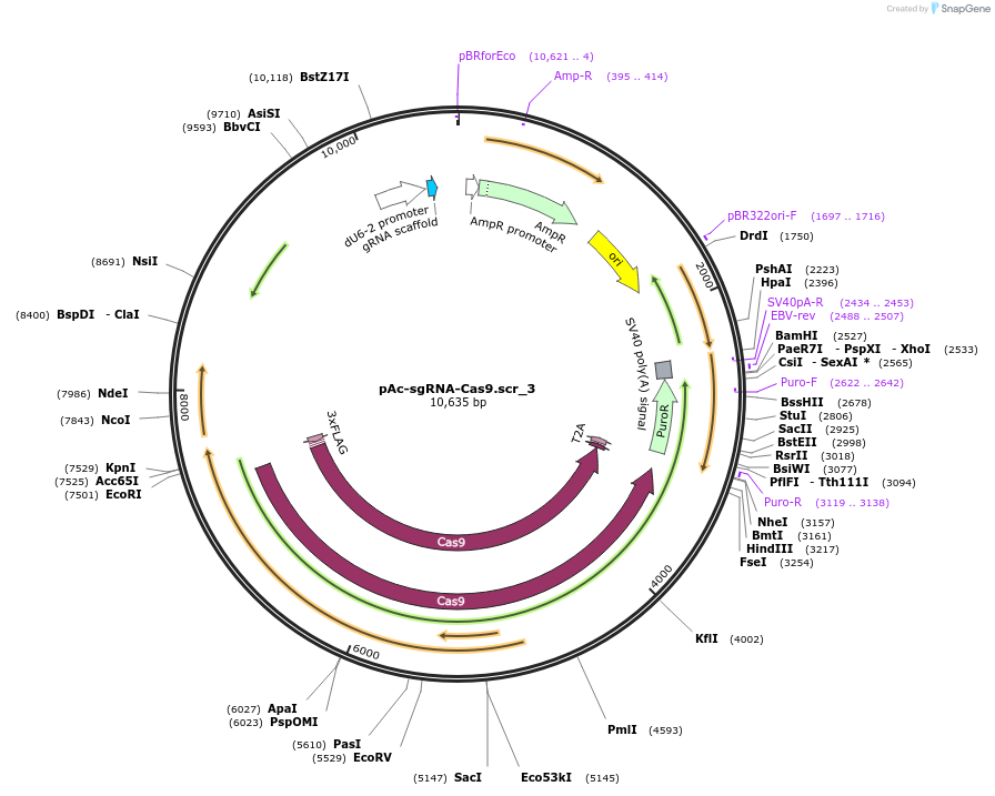 190705-plasmid-map-sequence-id-373472